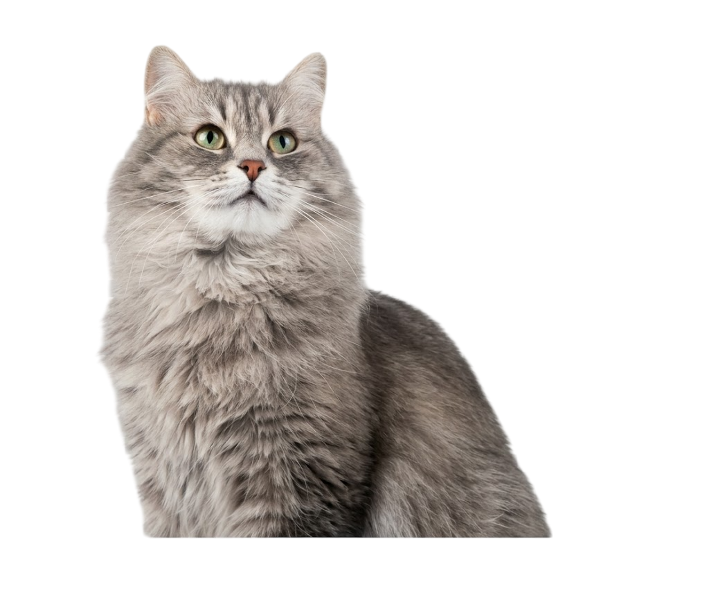 Gato gris de pelo largo